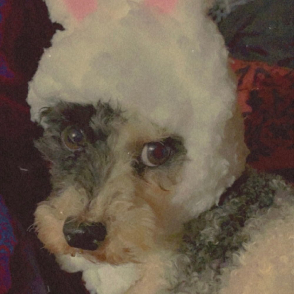 Meet your Posher, Brittney